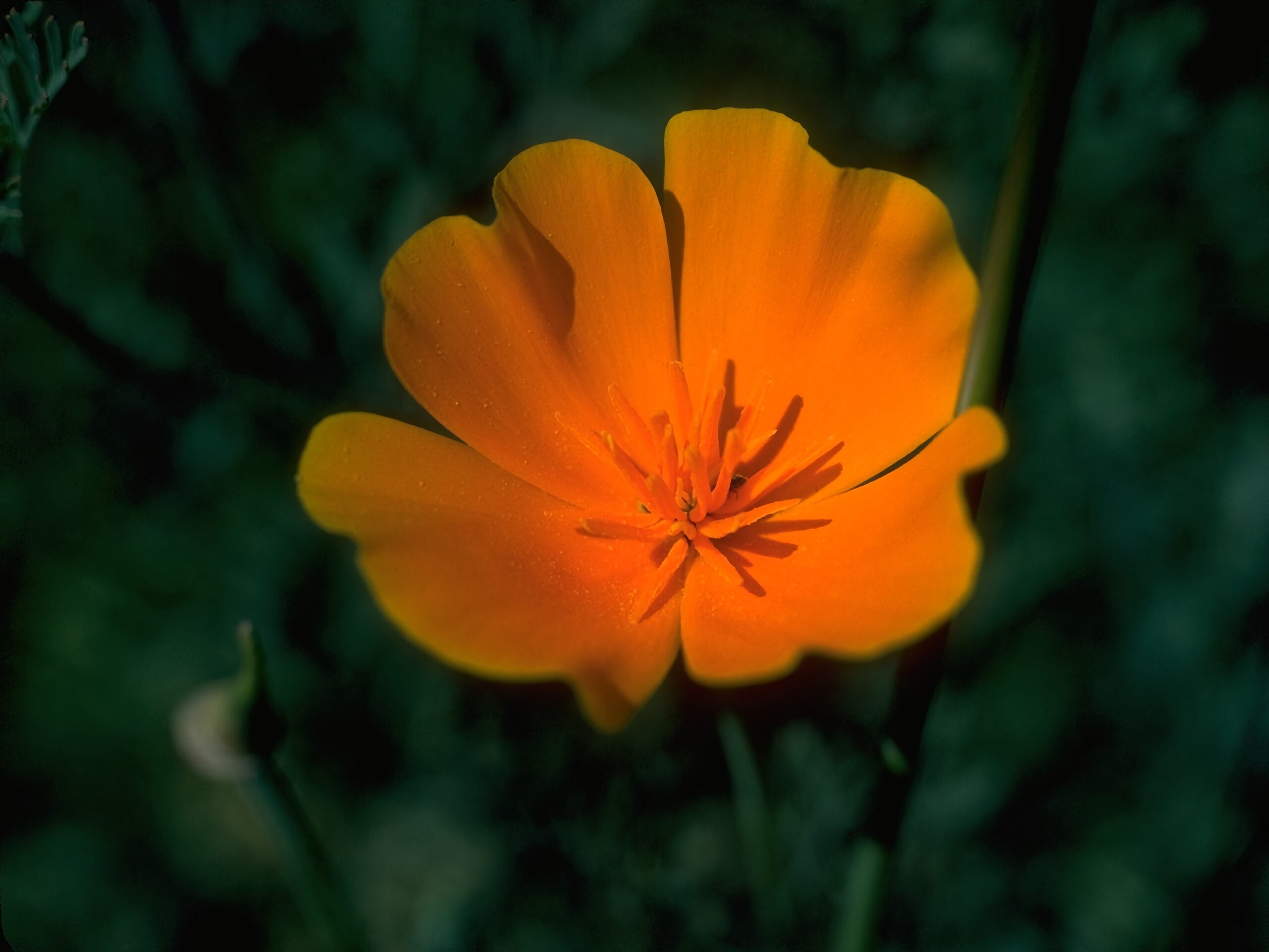 Golden Poppy