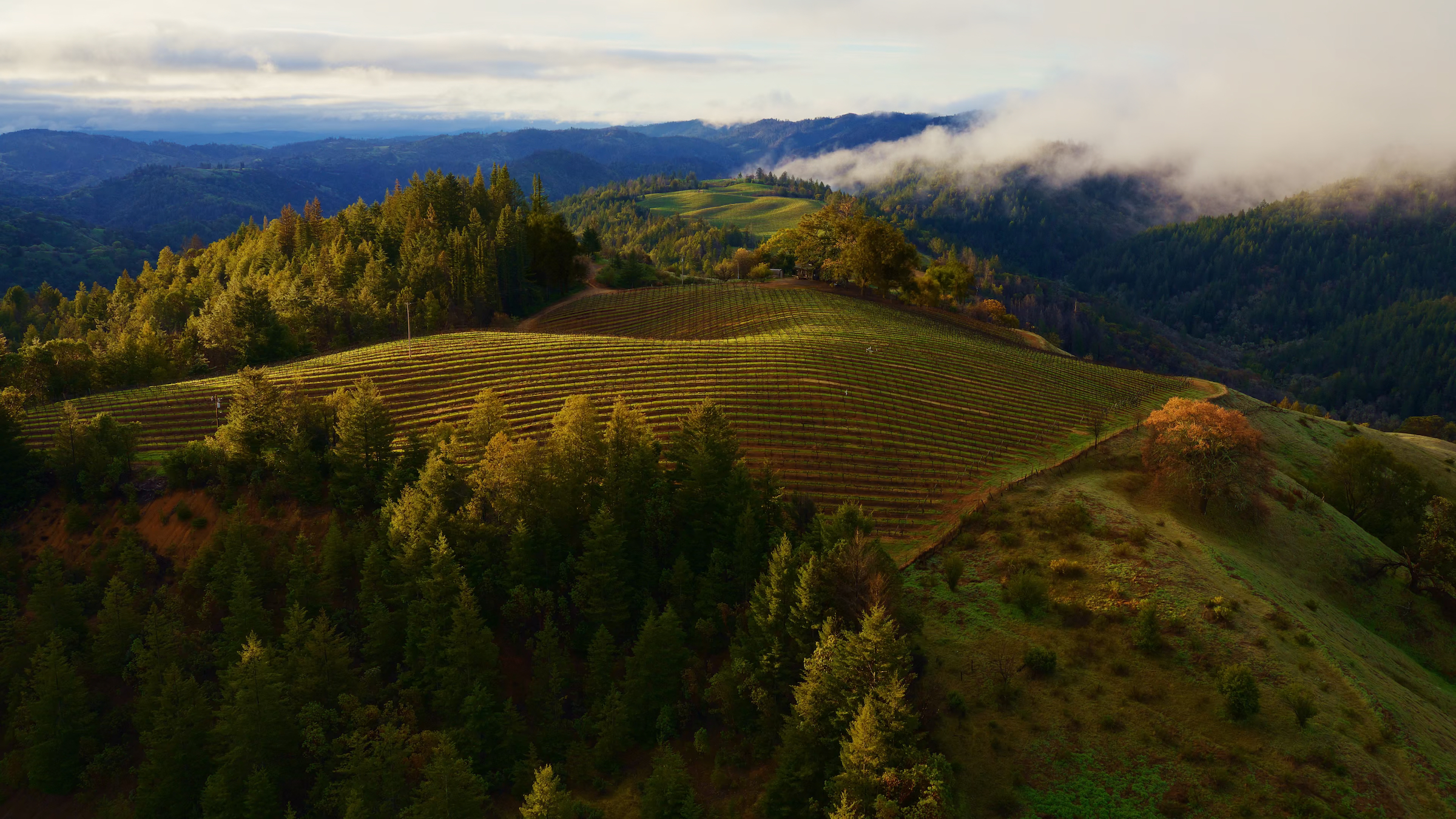 Sonoma Horizon